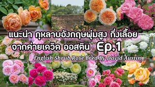 แนะนำกุหลาบอังกฤษ พุ่มสูงกึ่งเลื้อย จากค่ายเดวิด ออสติน | English Shrub Roses By David Austin Ep.1