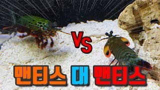 공포의 핵주먹 만티스쉬림프에게 멘티스쉬림프를 주었더니... 대박결과 ㄷㄷ [해수인TV]