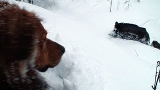 Boars, dog and lot of snow