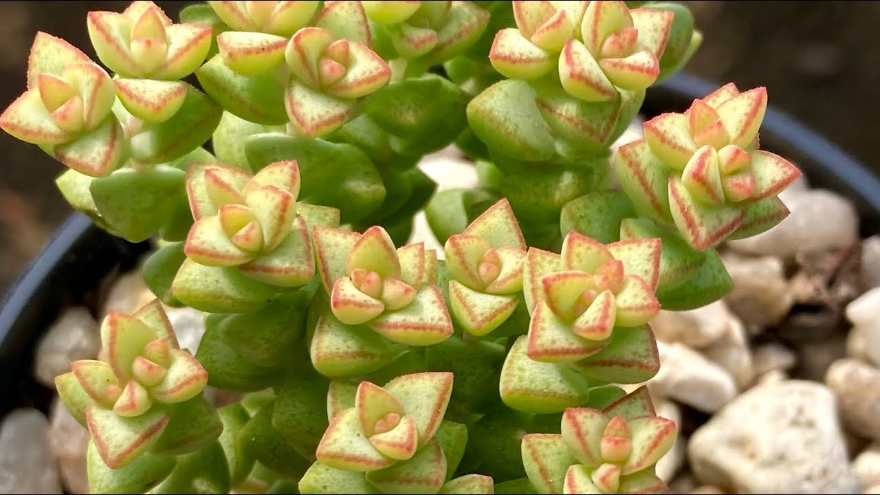 PARECE MAS NÃO É #13🍀 CRASSULA PERFORATA🌿