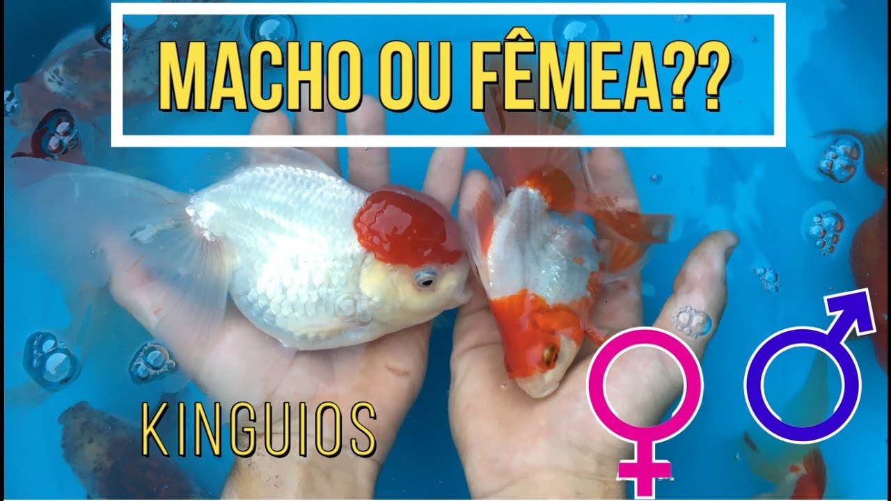 Como identificar se o KINGUIO é macho ou fêmea !!