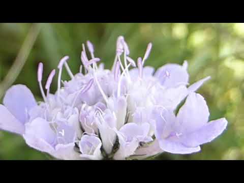 Video: Knautia Plant Info - Sådan dyrkes Knautia-blomster