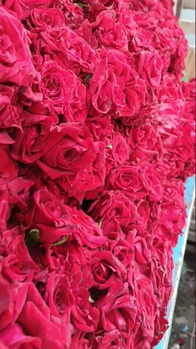 Guntur || Flower's