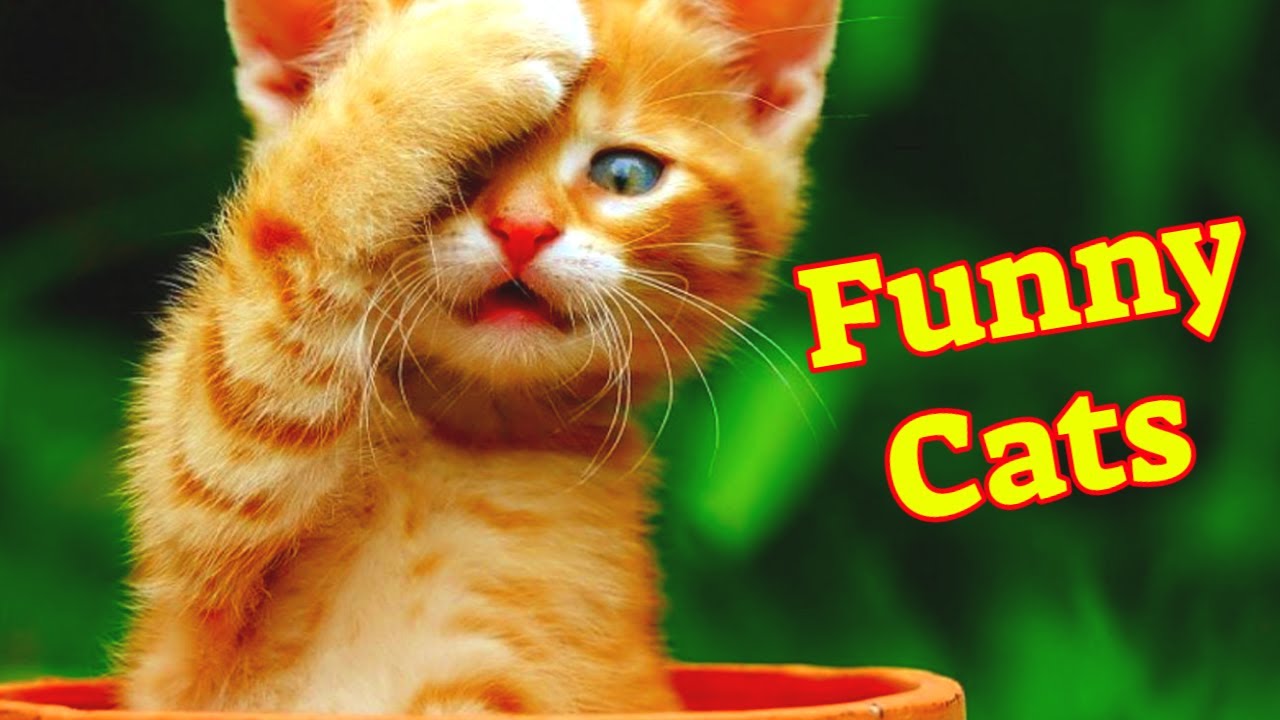 Funny Cats Videos