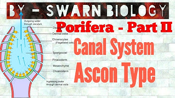 Canal System in Porifera | Ascon Type Canal System