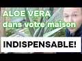 AloeVera Pour La Maison et Le Corps