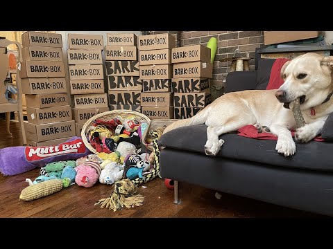 Video: BarkBox İnceleme: Klasik ve Süper Çiğneme Abonelik Kutusu