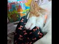 Hora do Soninho da minha amiga! #soninho #bordercollie #viralata  #shorts #shortvideo #yotubeshorts