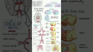 Blood supply of the main brainstem, and the spinal cord. #centralnervoussystem #cerebralbloodflow