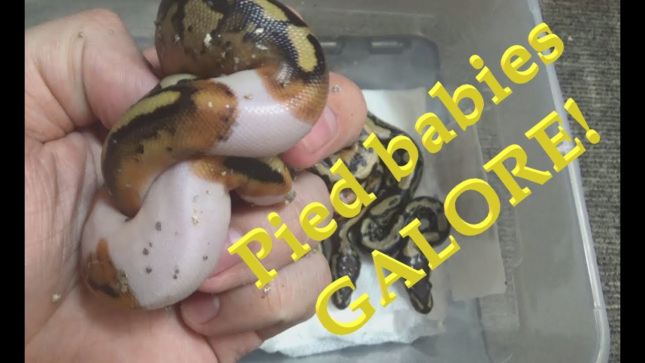 pied piper 読み方 Pied Clutch Out of the Eggs