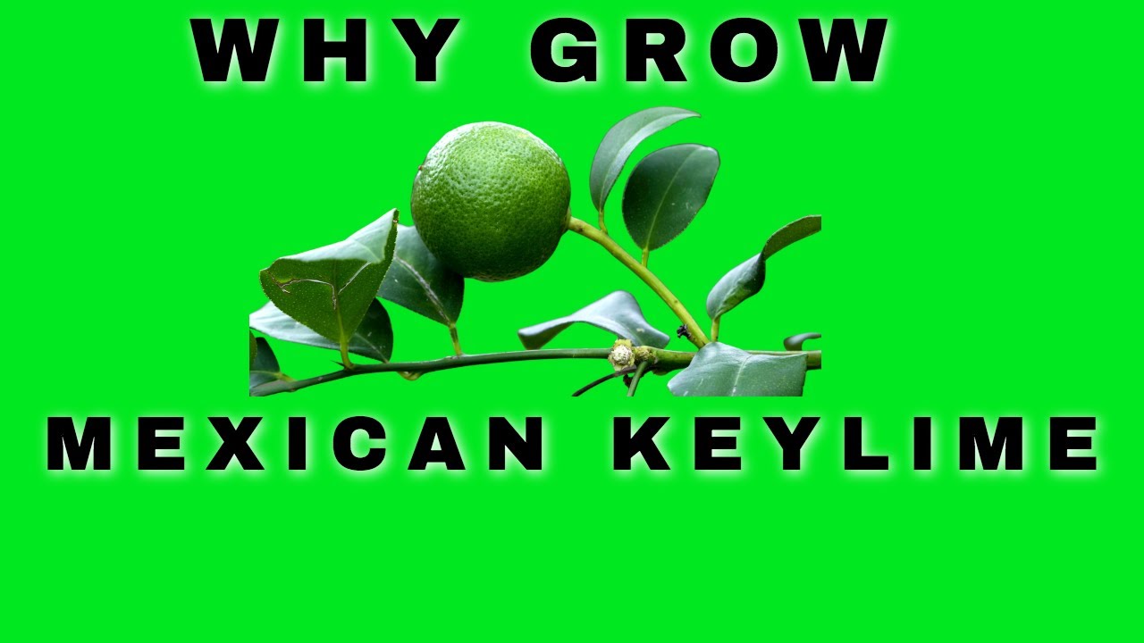 THE BENEFITS OF GROWING A MEXICAN KEY LIME TREE  