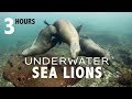 3 Hours Soothing Relaxing Cute Sea Lions Seals Swimming Underwater with Calm Music