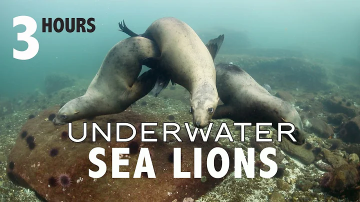 3 Hours Soothing Relaxing Cute Sea Lions Seals Swi...