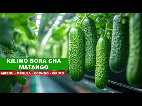 KILIMO BORA CHA MATANGO I AINA YA MBEGU UDONGO UNAOFAA NAFASI YA MICHE KILIMO CHA KISASA