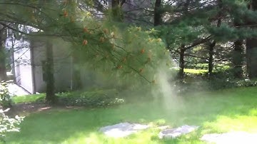 Pollen explosion