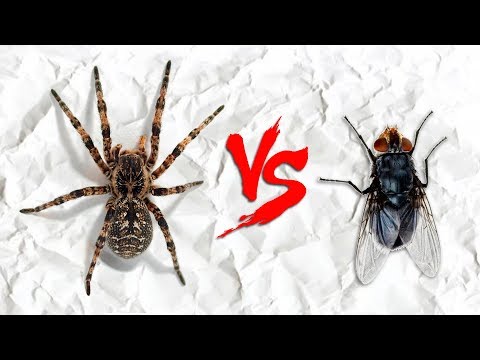 Тарантул против мухи (Lycosa VS Fly)