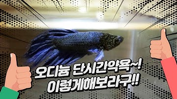 [물생활] 열대어 베타피쉬가 아프면 이영상을보세요~!