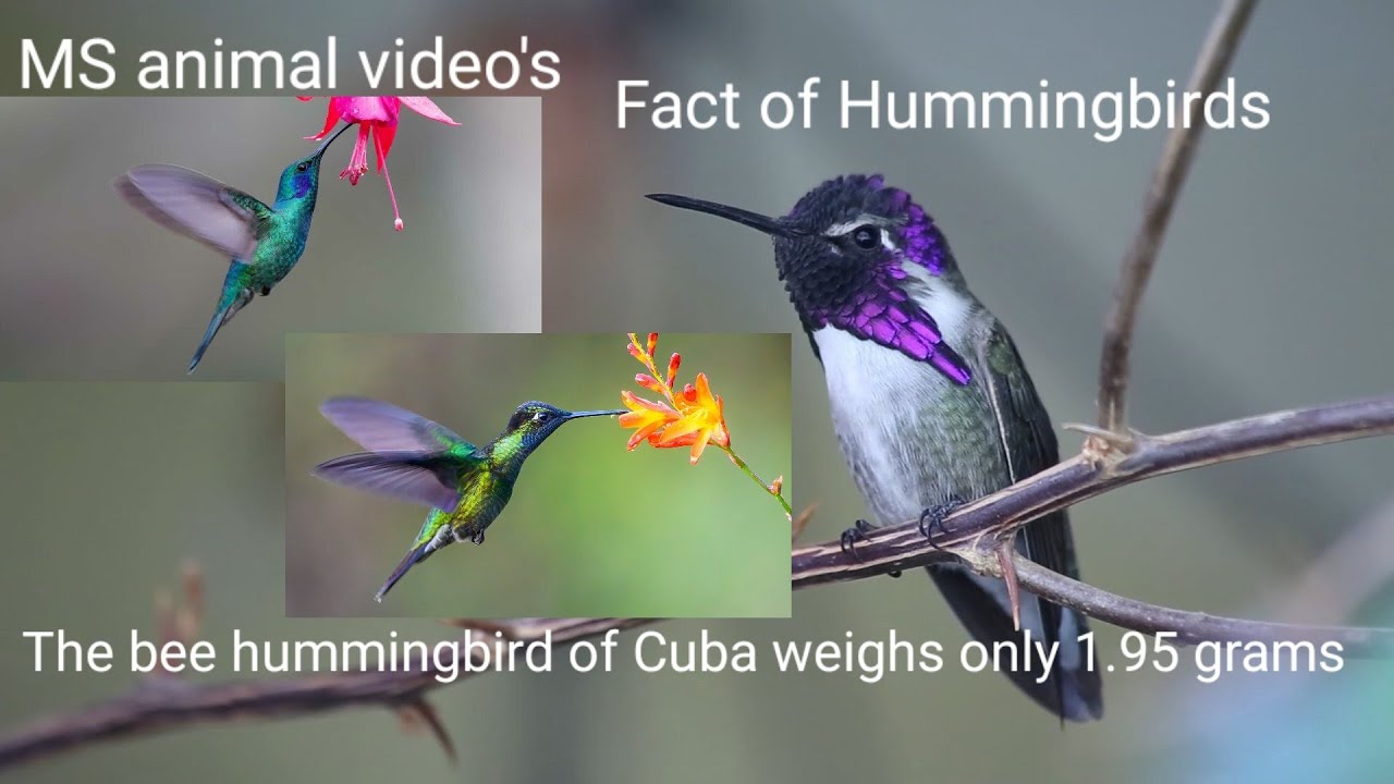 Hummingbirds(They are the smallest migrating bird,They don't migrate in ...