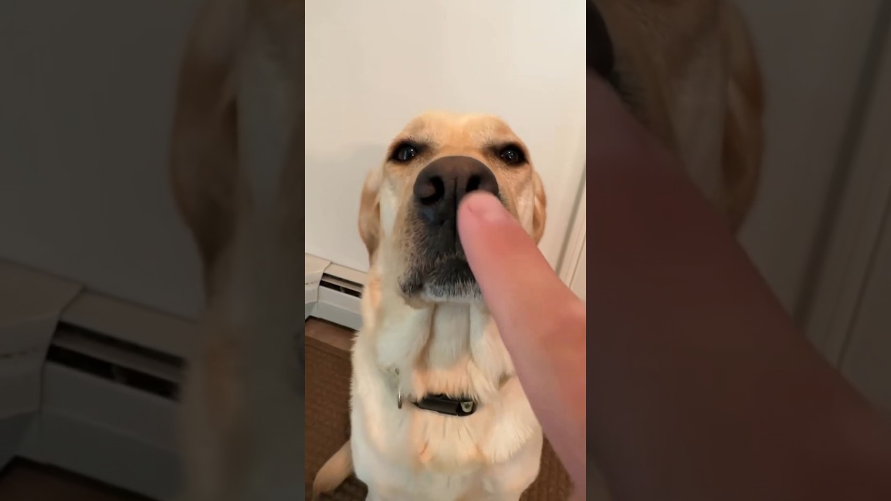 Adorable pets doing the funniest things 👀🤣 funny animal videos #short #pets
