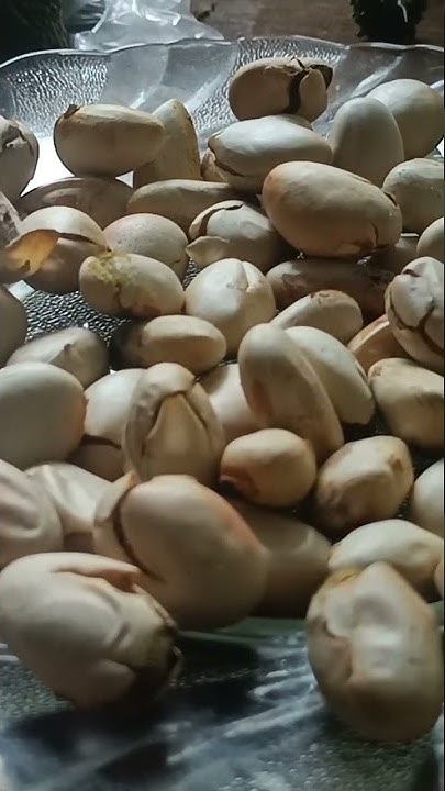 bitter-gourd-jackfruit-seeds-are-good-for-diabetic-patients-jack