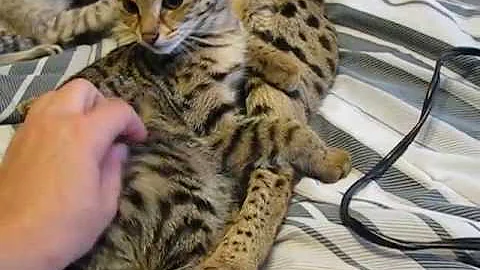 Video 1013081: f1 f2 savannah cats, cat f2 savannah kitten, savannah snow kitten, golden savannah