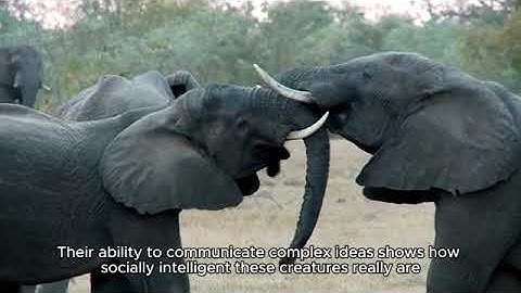 Study Facts: Elephant Self-Recognition in mirrors: Self-Awareness Revealed
