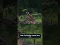 Große Augen, ganz sanft | süßer Tiermoment #shorts