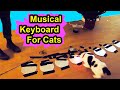 Musical Keyboard For Cats - Make Yours Cat A Musical Virtuoso - YOUTUBE SECRET SANTA