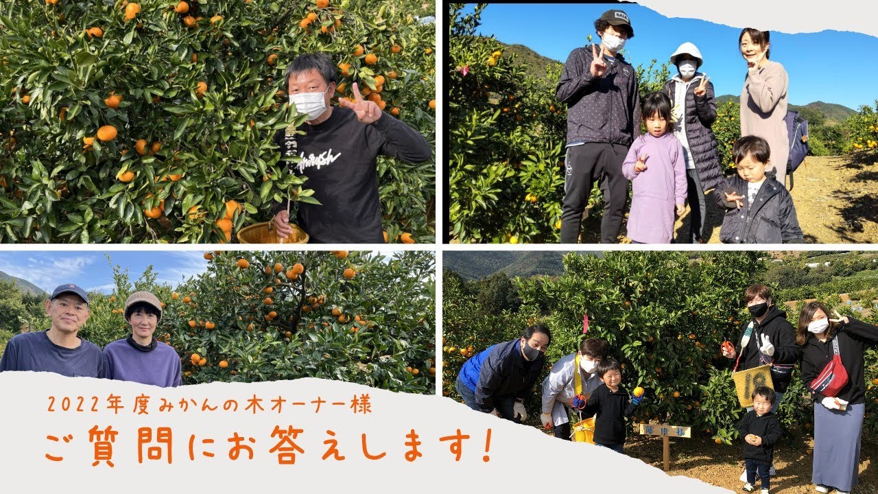 22年度みかんの木オーナー様からの質問にお答えします 三ヶ日 株 陽だまりファーム Youtube