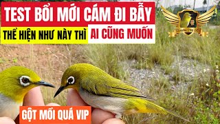 Test Mồi Bằng Bổi Hay Và Mau Chim - Tương Lai Sẽ Là Mồi Cứng Đẳng Cấp - Pleci Bird Trap Test | KTB