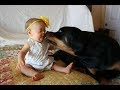 Top 10 Best Of Cute RottWeiler And Babies Playing Videos Compilation - Funny Dog And Baby Videos