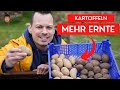 Kartoffeln ✅vorkeimen für SCHNELLERE Ernte