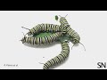 See monarch caterpillars fight over food and space | Science News