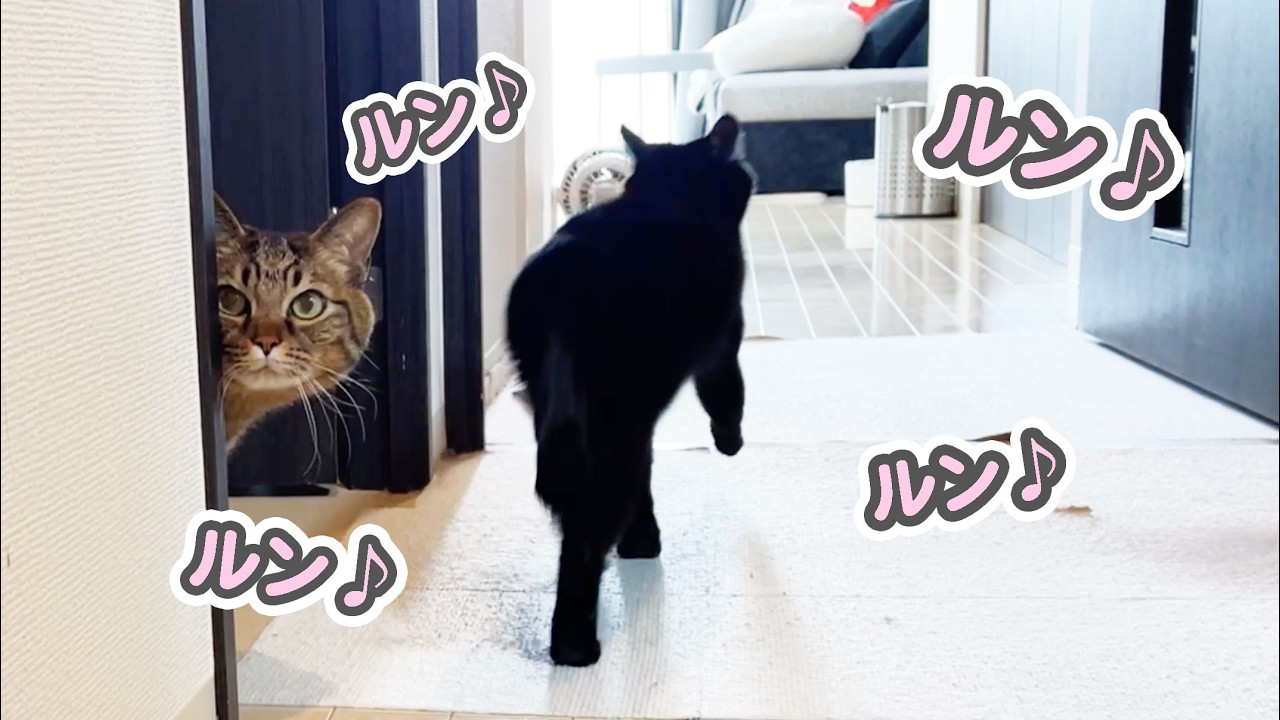 The cat is so happy that its favorite person has come to visit