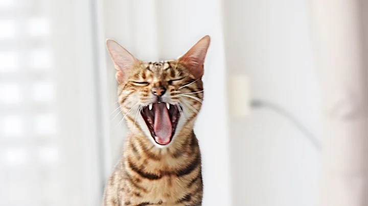 Video 11715031: bengal cat kitten, bengal cattery, pregnant cat, cat food