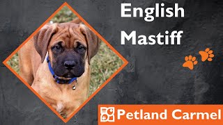 Tail Wagging Wonders: English Mastiff Breed