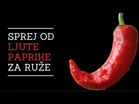 Video: Chili Pepper Fruit Tree Sprej: Repelent za ljutu papriku protiv buba za voćke