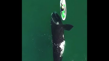 Giant Whale Approaches Unsuspecting Paddle Boarder, And The Incredible Encounter Captured by a Drone