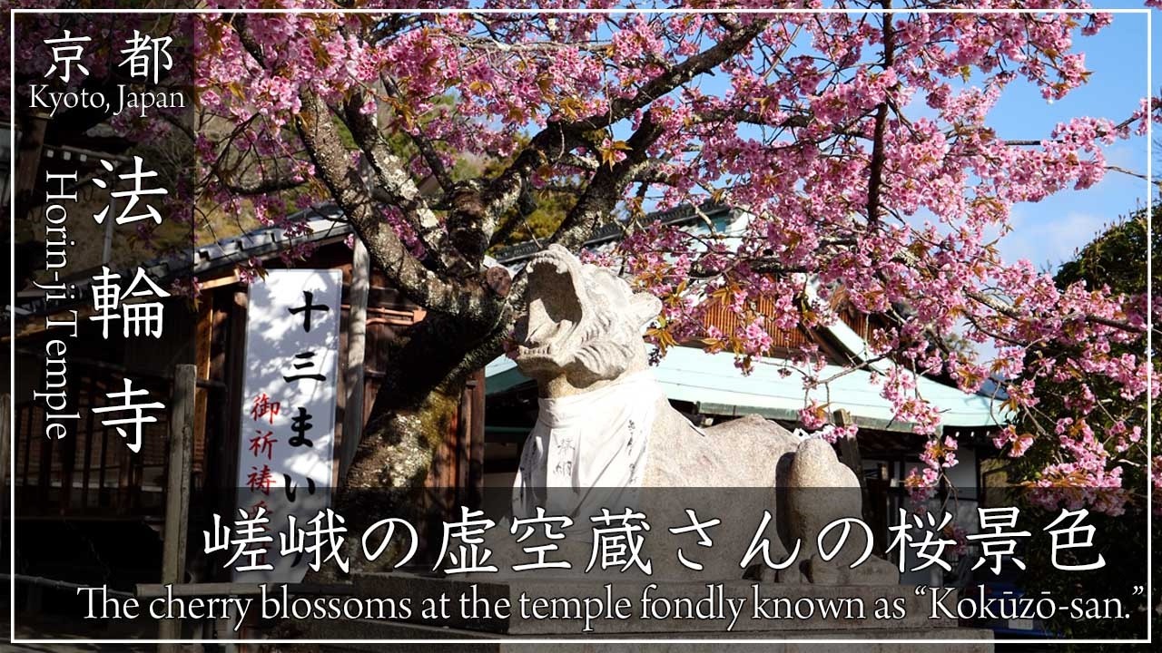 京都 桜の名所 〜法輪寺〜嵐山の中腹にある真言宗の古刹。嵐山にあって穴場的な桜スポットの満開の桜をご覧ください[No.662]