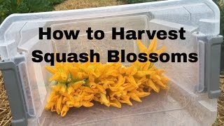Harvesting squash blossoms