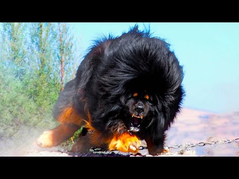 Vídeo: Protegendo as patas de um cachorro do frio