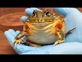 Various Frogs on my Hands
