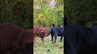 Boerboel Mating Season Is Here #boerboels #boerboelbreeders #protectiondogs