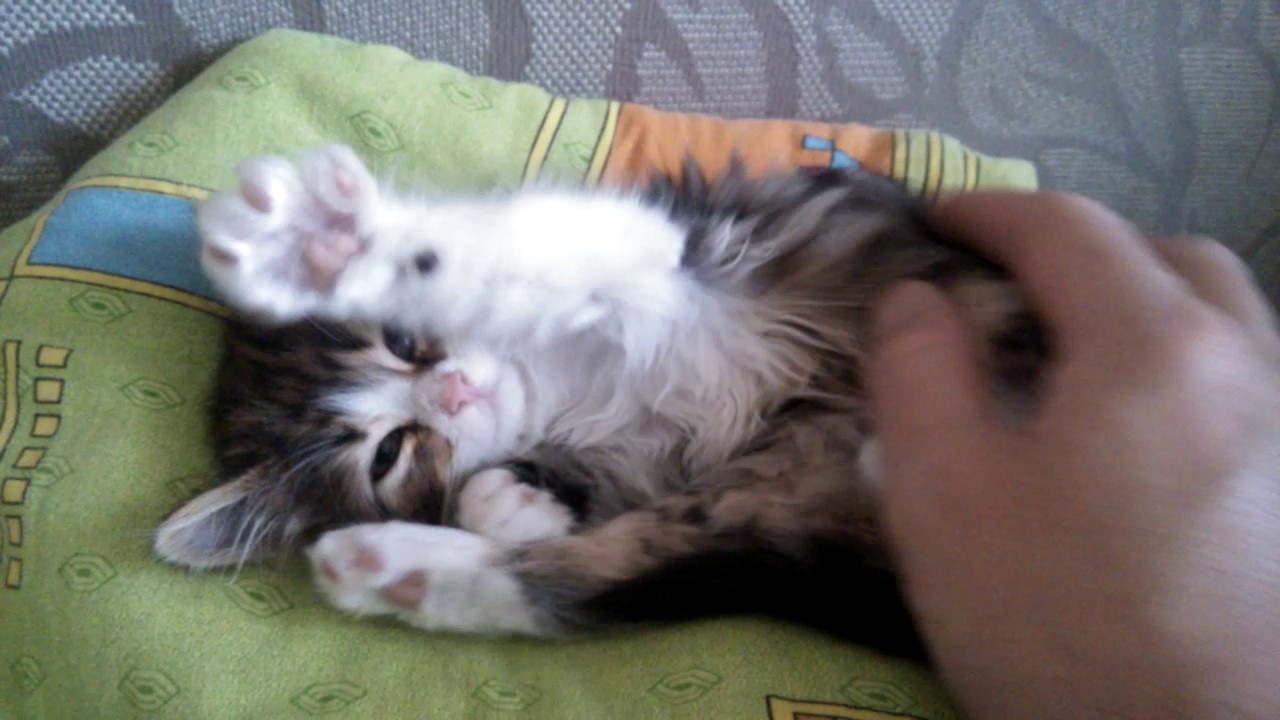 Видео котят и как их зовут фото голых женщин