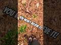 You Won’t Believe what i found! 🤯 Satisfying Forest Walk ASMR