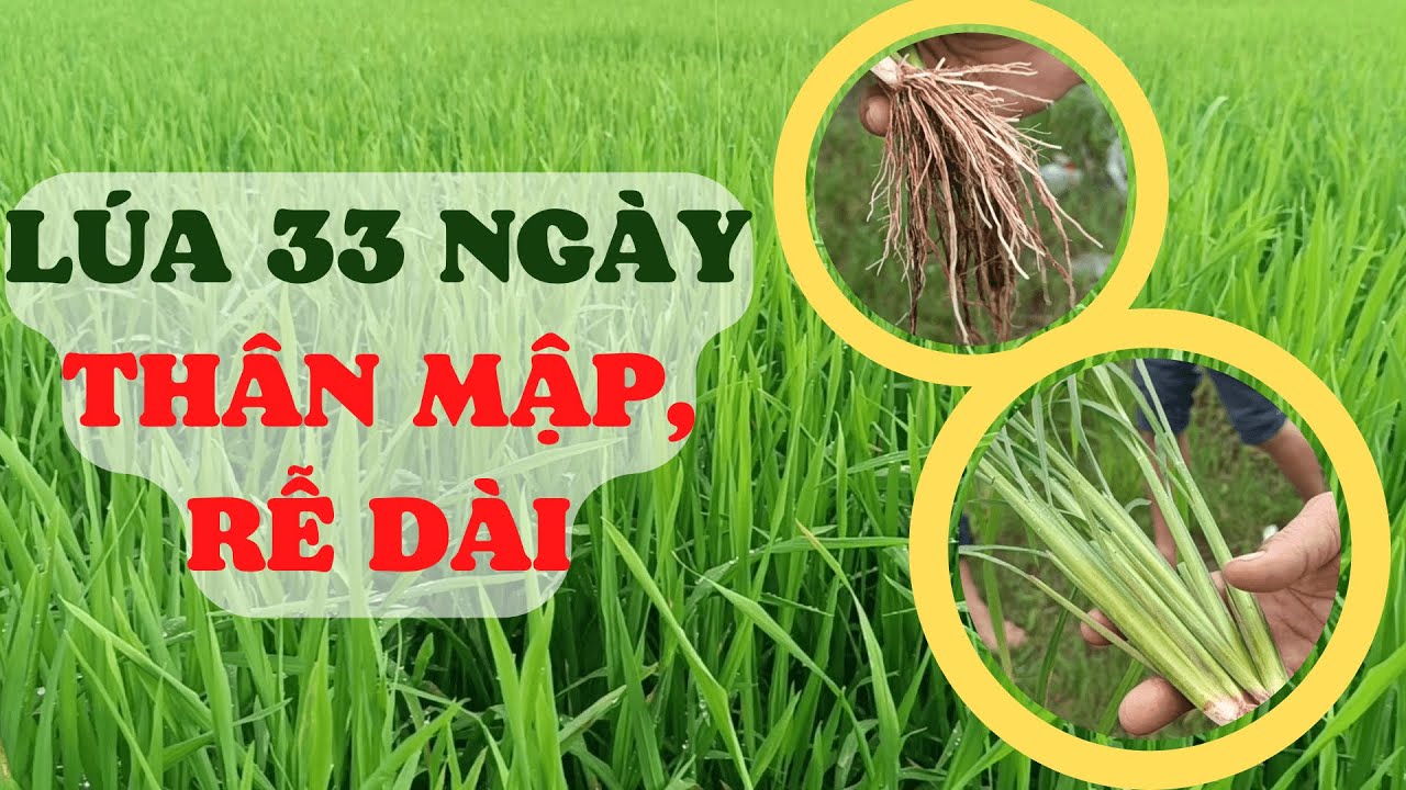 Lựa chọn giúp cây lúa đẻ nhánh tốt, thân mập, rễ dài giai đoạn 33NSS ...