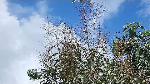 Sầu riêng bị cháy lá, rụng đọt và giải pháp! #saurieng #ray #bvtv #nôngnghiệphay