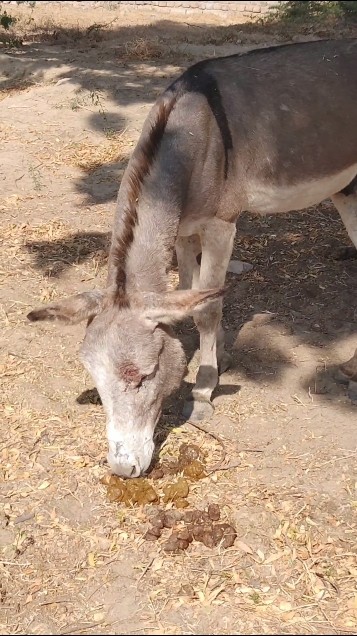 Toilet check #funnypets #happy #donkeys