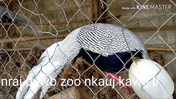 16/02/2020 coj nej mus saib qaib qus, nraj, tsaug, nas kos, yij nyeg