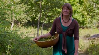 The Solidago School of Herbalism Introduction